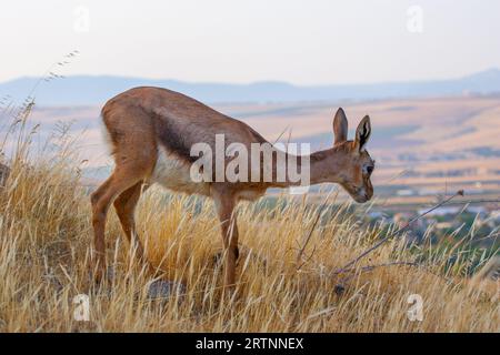 Gazelle de montagne (Gazelle gazelle). Photographié en Israël. La gazelle de montagne est la gazelle la plus commune en Israël, résidant en grande partie dans trois zones Banque D'Images