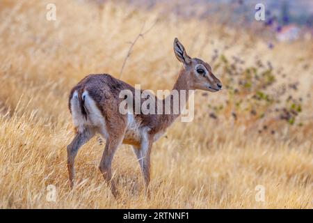 Gazelle de montagne (Gazelle gazelle). Photographié en Israël. La gazelle de montagne est la gazelle la plus commune en Israël, résidant en grande partie dans trois zones Banque D'Images