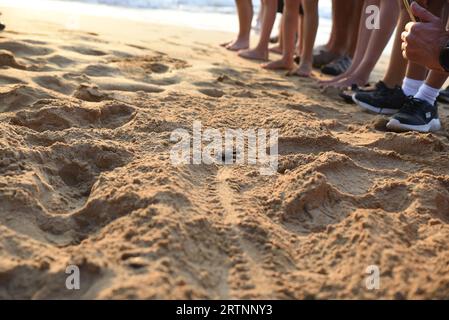 Chelonia mydas, tortue verte après l'éclosion, a observé et acclamé en soutenant les amateurs lors de leur premier voyage inaugural vers la mer Méditerranée. Pho Banque D'Images