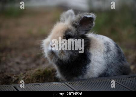 Gros plan super détaillé d'un lapin lionhead race assis dans l'herbe Banque D'Images