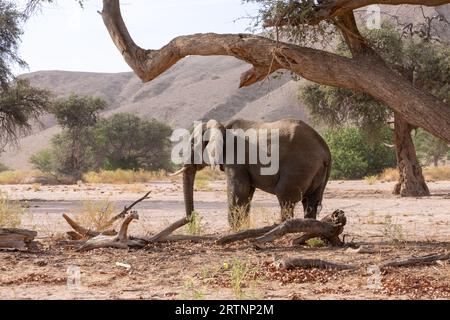 Les éléphants du désert ou les éléphants adaptés au désert ne sont pas une espèce distincte d'éléphants mais sont des éléphants de brousse africains (Loxodonta africana) qui ont fait Banque D'Images