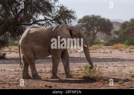 Les éléphants du désert ou les éléphants adaptés au désert ne sont pas une espèce distincte d'éléphants mais sont des éléphants de brousse africains (Loxodonta africana) qui ont fait Banque D'Images