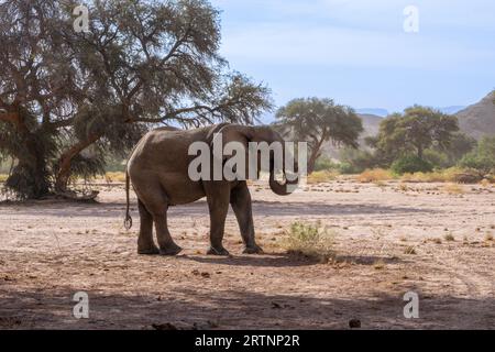 Les éléphants du désert ou les éléphants adaptés au désert ne sont pas une espèce distincte d'éléphants mais sont des éléphants de brousse africains (Loxodonta africana) qui ont fait Banque D'Images