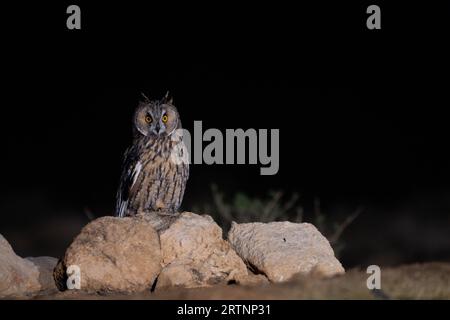 Le hibou aux oreilles longues (ASIO otus), également connu sous le nom de hibou aux oreilles longues du nord ou, plus officieusement, de hibou à cornes ou de chat, est de taille moyenne Banque D'Images