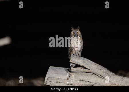 Le hibou aux oreilles longues (ASIO otus), également connu sous le nom de hibou aux oreilles longues du nord ou, plus officieusement, de hibou à cornes ou de chat, est de taille moyenne Banque D'Images