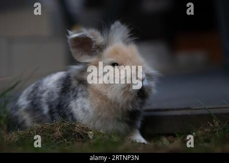 Gros plan super détaillé d'un lapin de race lionhead assis dans l'herbe et regardant amical vers la caméra Banque D'Images