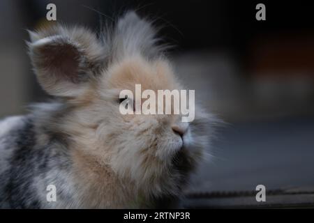 Super gros plan d'un lapin lionhead race assis dans l'herbe et regardant amical vers la caméra Banque D'Images