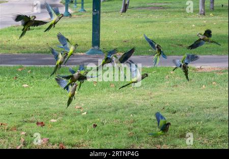 La perruche du moine (Myiopsitta monachus), également connue sous le nom de perroquet Quaker, est une espèce de perroquet véritable de la famille des Psittacidae. Auto-entretien de la ferale po Banque D'Images