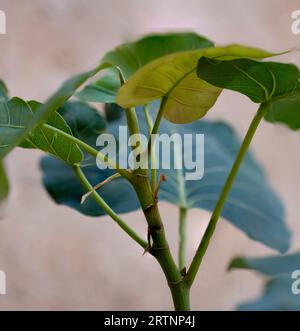 Gros plan de feuilles de figuier sacré, Bodhi Tree ou Ficus Religiosa, photographiées en Israël en août Banque D'Images