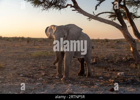 Les éléphants du désert ou les éléphants adaptés au désert ne sont pas une espèce distincte d'éléphants mais sont des éléphants de brousse africains (Loxodonta africana) qui ont fait Banque D'Images