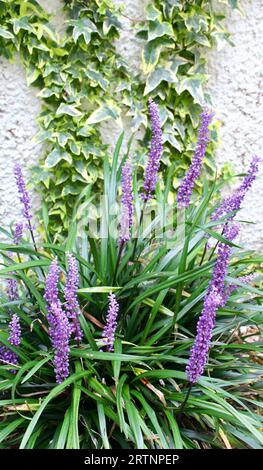 Liriope muscari - floraison à feuilles persistantes en fin d'été Banque D'Images