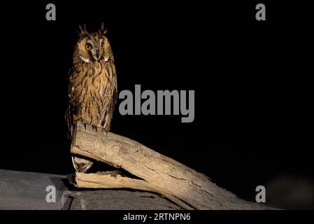 Le hibou aux oreilles longues (ASIO otus), également connu sous le nom de hibou aux oreilles longues du nord ou, plus officieusement, de hibou à cornes ou de chat, est de taille moyenne Banque D'Images