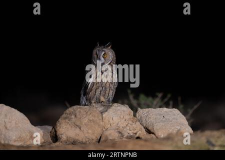 Le hibou aux oreilles longues (ASIO otus), également connu sous le nom de hibou aux oreilles longues du nord ou, plus officieusement, de hibou à cornes ou de chat, est de taille moyenne Banque D'Images