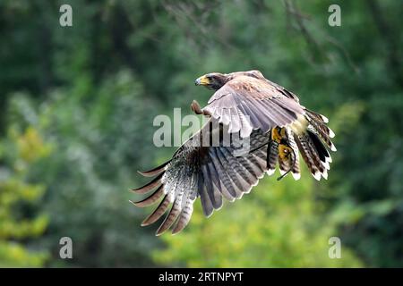 Olomouc, République tchèque. 14 septembre 2023. Le faucon de Harris volant à une station Bird over à Olomouc en République tchèque. Faucon de Harris (Parabuteo unicinctus) depuis environ 1980, les faucons de Harris sont de plus en plus utilisés dans la fauconnerie. Les faucons de Harris formés ont été utilisés pour la réduction des oiseaux par des experts de la fauconnerie au Canada et aux États-Unis à divers endroits, y compris les aéroports, les centres de villégiature, les sites d'enfouissement et les sites industriels. (Image de crédit : © Slavek Ruta/ZUMA Press Wire) USAGE ÉDITORIAL SEULEMENT! Non destiné à UN USAGE commercial ! Banque D'Images