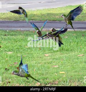 La perruche du moine (Myiopsitta monachus), également connue sous le nom de perroquet Quaker, est une espèce de perroquet véritable de la famille des Psittacidae. Auto-entretien de la ferale po Banque D'Images