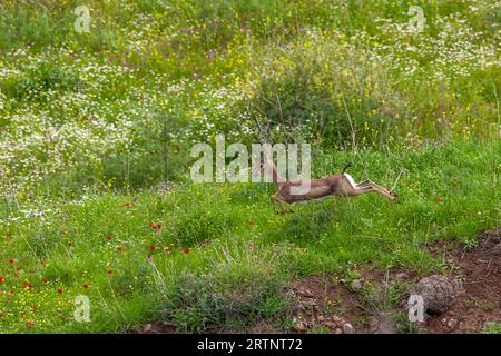 Gazelle de montagne (Gazelle gazelle). Photographié en Israël. La gazelle de montagne est la gazelle la plus commune en Israël, résidant en grande partie dans trois zones Banque D'Images