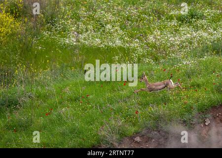 Gazelle de montagne (Gazelle gazelle). Photographié en Israël. La gazelle de montagne est la gazelle la plus commune en Israël, résidant en grande partie dans trois zones Banque D'Images