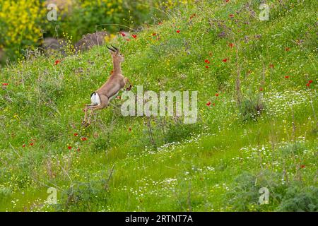 Gazelle de montagne (Gazelle gazelle). Photographié en Israël. La gazelle de montagne est la gazelle la plus commune en Israël, résidant en grande partie dans trois zones Banque D'Images