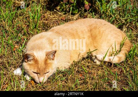 Un chat domestique aux cheveux roux se trouve dans l'herbe et prend le soleil. Eine rothaarige Hauskatze liegt im gras und sonnt sich. Banque D'Images