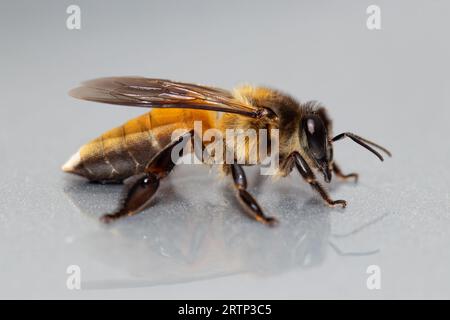 Gros plan abeille géante / abeille rocheuse (Apis dorsata) d'Asie du Sud-est Banque D'Images