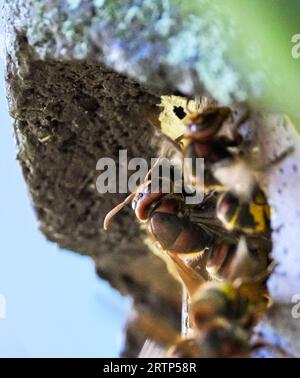 Oranienburg, Allemagne. 10 septembre 2023. Des frelons (Vespa crabro) ont construit leur nid dans un jardin dans une ancienne maison d'oiseaux. Crédit : Soeren Stache/dpa/Alamy Live News Banque D'Images