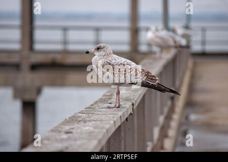 Mouette immature et commune à bec annulaire debout sur la rampe de pêche de l'embarcadère de Jekyll Island, Géorgie Banque D'Images