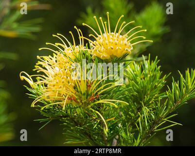 Fleurs jaunes arrosées de l'arbuste australien Grevillea juniperina F. sulphurea Banque D'Images