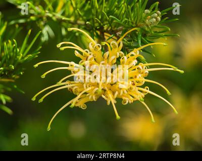 Fleurs jaunes arrosées de l'arbuste australien Grevillea juniperina F. sulphurea Banque D'Images