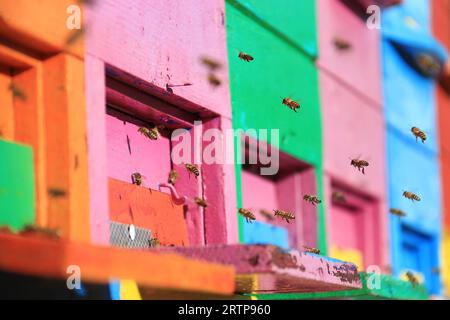 Les abeilles indigènes de Slovénie, les abeilles carniolanes, volent dans leurs ruches traditonalement multicolores. Banque D'Images