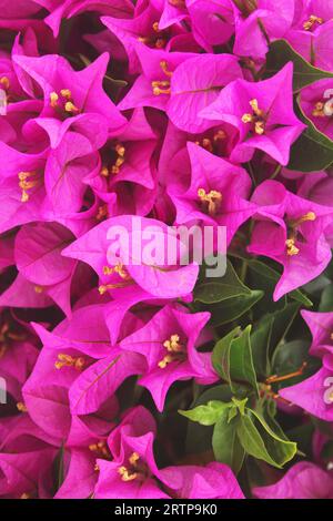Bougainvilliers roses et fleur jaune fleurie avec des feuilles vertes en été. Plein de bougainvilliers roses en fleur d'écran, tir vertical. Banque D'Images