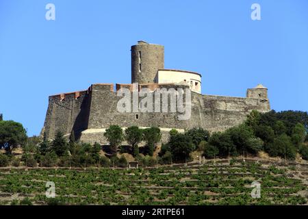 Vignoble Banyuls et fort Saint-Elme, forteresse construite par Charles Quint au 16e siècle, vue du Vallon de pintes. Collioure, Occitanie, France Banque D'Images