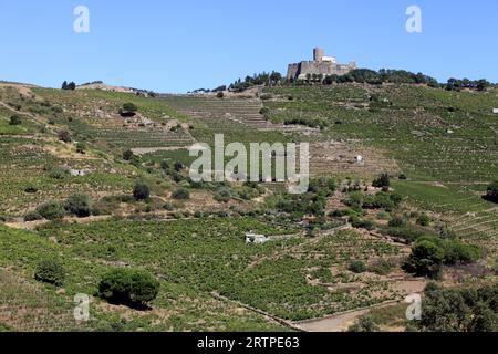 Vignoble Banyuls et fort Saint-Elme, forteresse construite par Charles Quint au 16e siècle, vue du Vallon de pintes. Collioure, Occitanie, France Banque D'Images