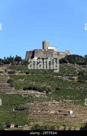 Vignoble Banyuls et fort Saint-Elme, forteresse construite par Charles Quint au 16e siècle, vue du Vallon de pintes. Collioure, Occitanie, France Banque D'Images