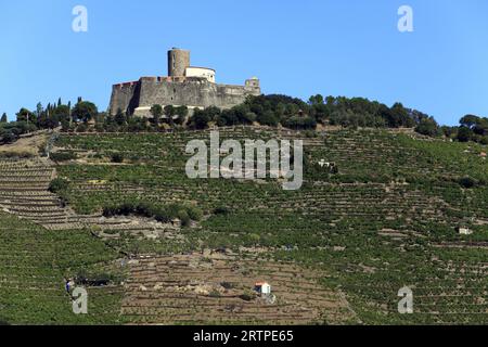 Vignoble Banyuls et fort Saint-Elme, forteresse construite par Charles Quint au 16e siècle, vue du Vallon de pintes. Collioure, Occitanie, France Banque D'Images