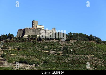 Vignoble Banyuls et fort Saint-Elme, forteresse construite par Charles Quint au 16e siècle, vue du Vallon de pintes. Collioure, Occitanie, France Banque D'Images