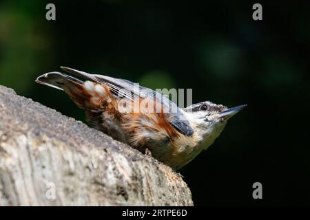 Nuthatch, Sitta europaea, Sussex, Royaume-Uni Banque D'Images