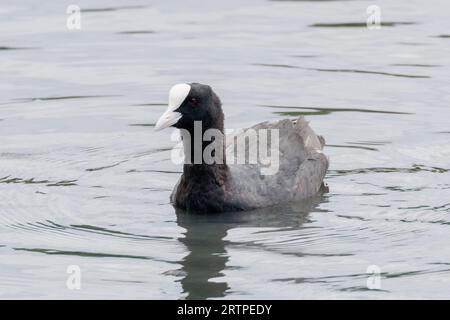 Coot, Fulica atra, baignade sur l'eau, Sussex, Royaume-Uni Banque D'Images