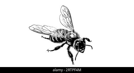 Gravure vectorielle illustration dessinée à la main d'abeille de miel sur fond blanc. Illustration de Vecteur