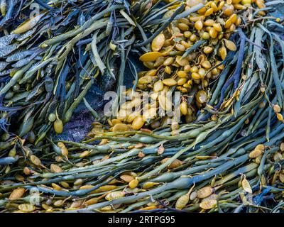 Algues sur le bord d'un rockpool, en Cornouailles Banque D'Images