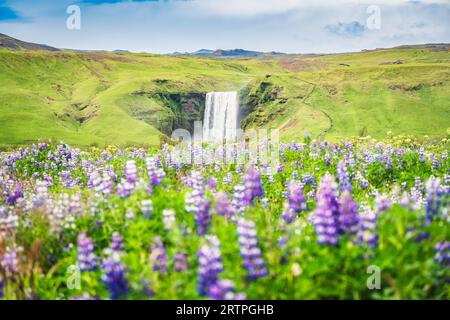 Paysage majestueux de la cascade Skogafoss coulant sur la fleur sauvage de lupin violet fleurissant en été au sud de l'Islande. Attractions touristiques célèbres et lan Banque D'Images