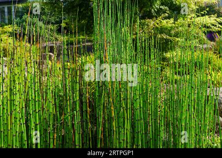 Equisetum hyemale, avec des tiges en roseau vert foncé jointives verticalement et des tiges creuses, et jusqu'à 3 pieds (0,91 m) de hauteur. Banque D'Images