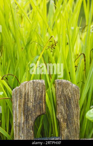 Herbes vertes dans un vieux seau en bois, gros plan Banque D'Images