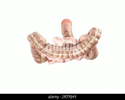 3d illustration de l'organe interne humain - intestin. Gros et petit intestin isolés sur blanc, vue de dessus Banque D'Images