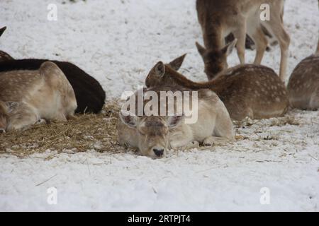 Animaux endormis dans la neige froide Banque D'Images