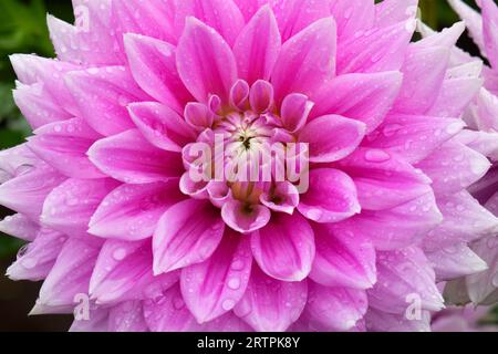 Ferncliff inspiration dahlia, Swan Island Dahlias, Canby, Oregon Banque D'Images