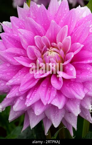 Ferncliff inspiration dahlia, Swan Island Dahlias, Canby, Oregon Banque D'Images