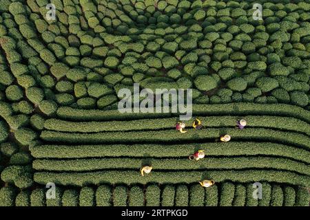 Hangzhou. 13 mars 2023. Cette photo aérienne prise le 13 mars 2023 montre des agriculteurs cueillir des feuilles de thé dans un jardin de thé à Hangzhou, dans la province du Zhejiang dans l'est de la Chine. Les 19es Jeux asiatiques se dérouleront à Hangzhou entre septembre 23 et octobre 8, avec un total de 40 sports. Il s’agira des troisièmes Jeux asiatiques organisés en Chine, après Beijing 1990 et Guangzhou 2010. Les Jeux asiatiques très attendus peuvent contribuer à renforcer la popularité de Hangzhou où l’histoire et la modernité coexistent et à promouvoir davantage sa culture. Crédit : Xu Yu/Xinhua/Alamy Live News Banque D'Images