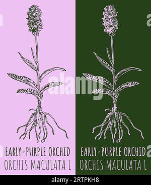 Dessins vectoriels ORCHIDÉE TÔT-VIOLET. Illustration dessinée à la main. Nom latin ORCHIS MACULATA L. Banque D'Images