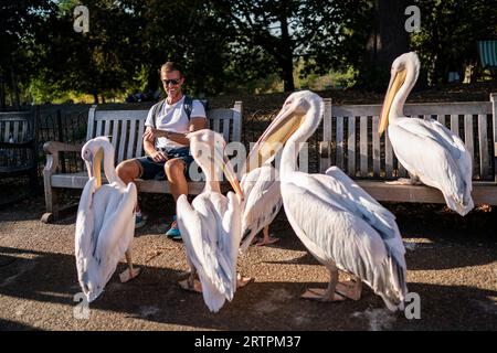 Les membres du public interagissent avec les pélicans à St. James's Park, Londres. Date de la photo : jeudi 14 septembre 2023. Banque D'Images