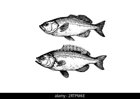 Carpe crucienne et perche dessinée à la main gravure poisson isolé sur fond blanc. Illustration d'esquisse vectorielle. Illustration de Vecteur